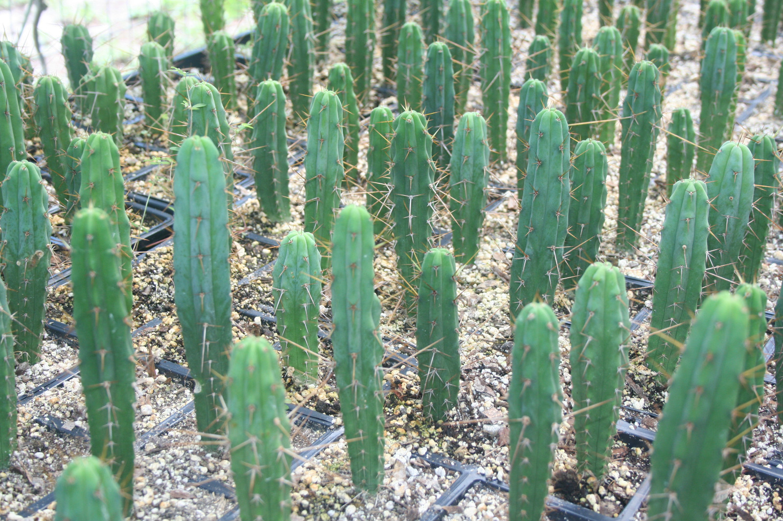 Trichocereus Bridgesii (Three Live Cactuses - Free Ship) Trichocereus Bridgesii (Three Live Cactuses - Free Ship)